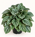 Silver Ripple Peperomia – 4"