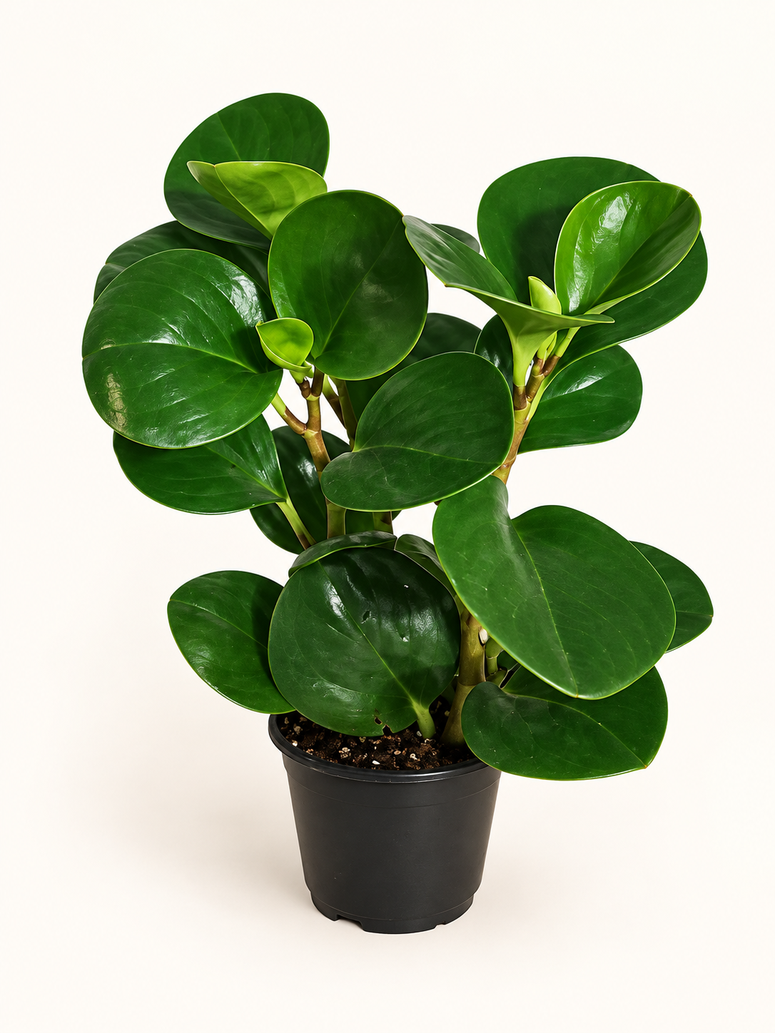 Baby Rubber Plant – 4" (Peperomia obtusifolia)