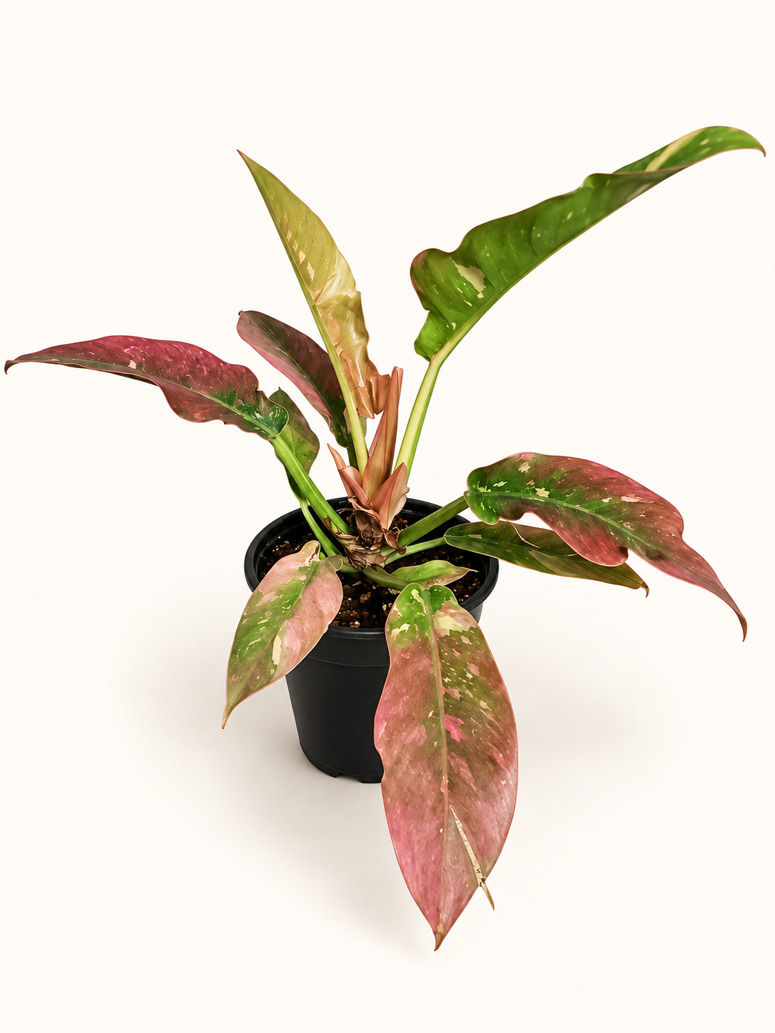 Philodendron Ring of Fire - 4"
