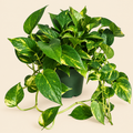 Golden Pothos - 6"