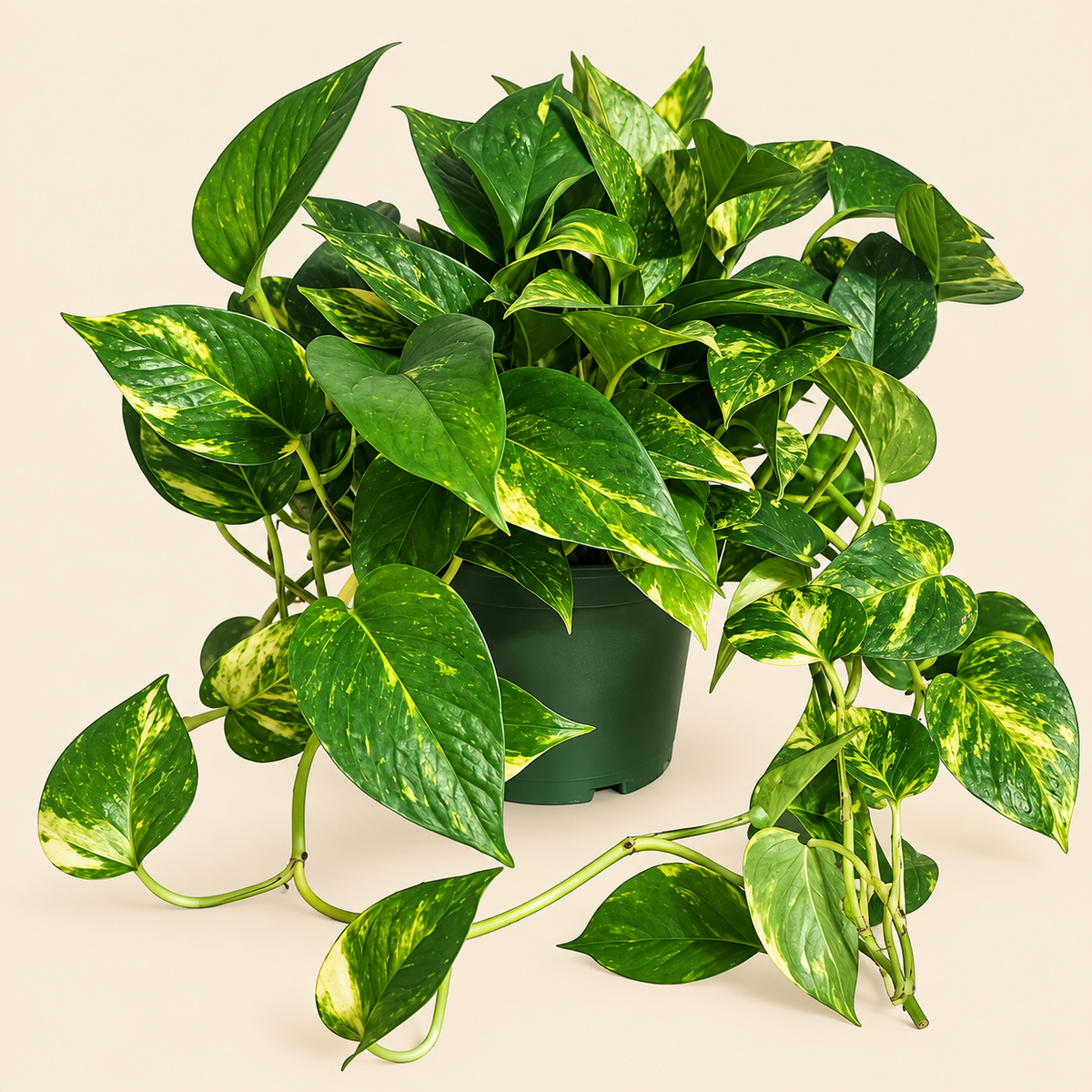 Golden Pothos - 6"