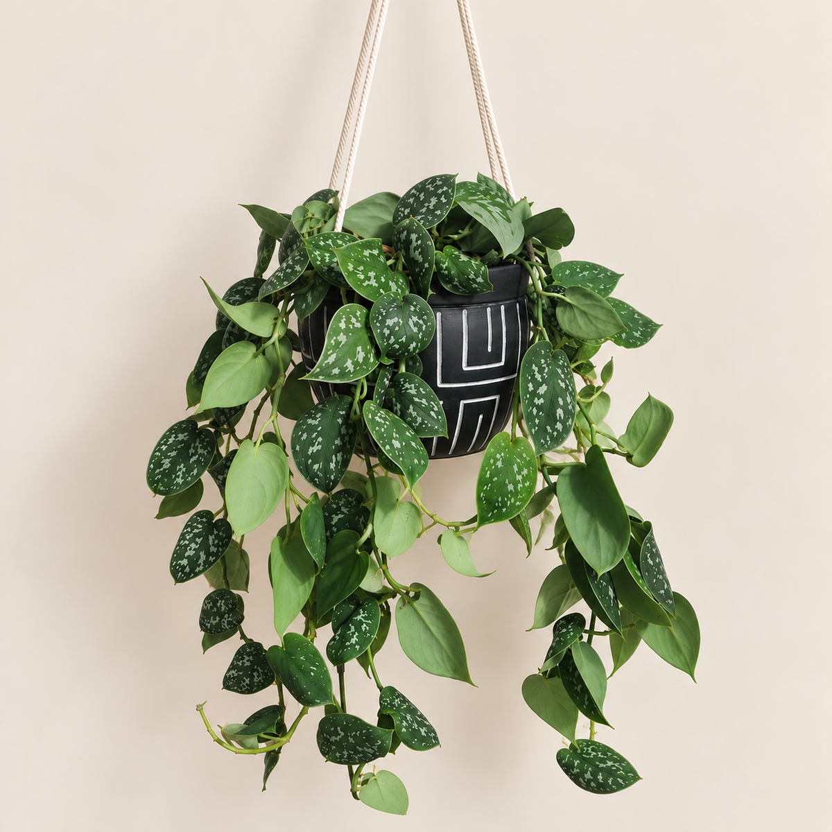 Silver Satin Pothos Hanging Basket