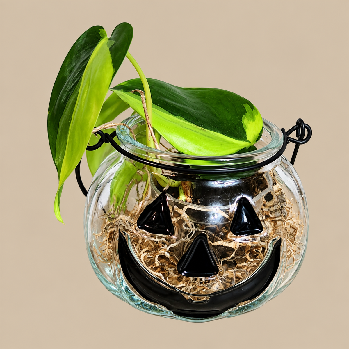 🎃 Pumpkin Plant — 2" Plant in Glass Pumpkin Holder **Clear**