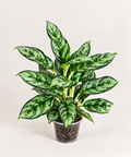 Chinese Evergreen