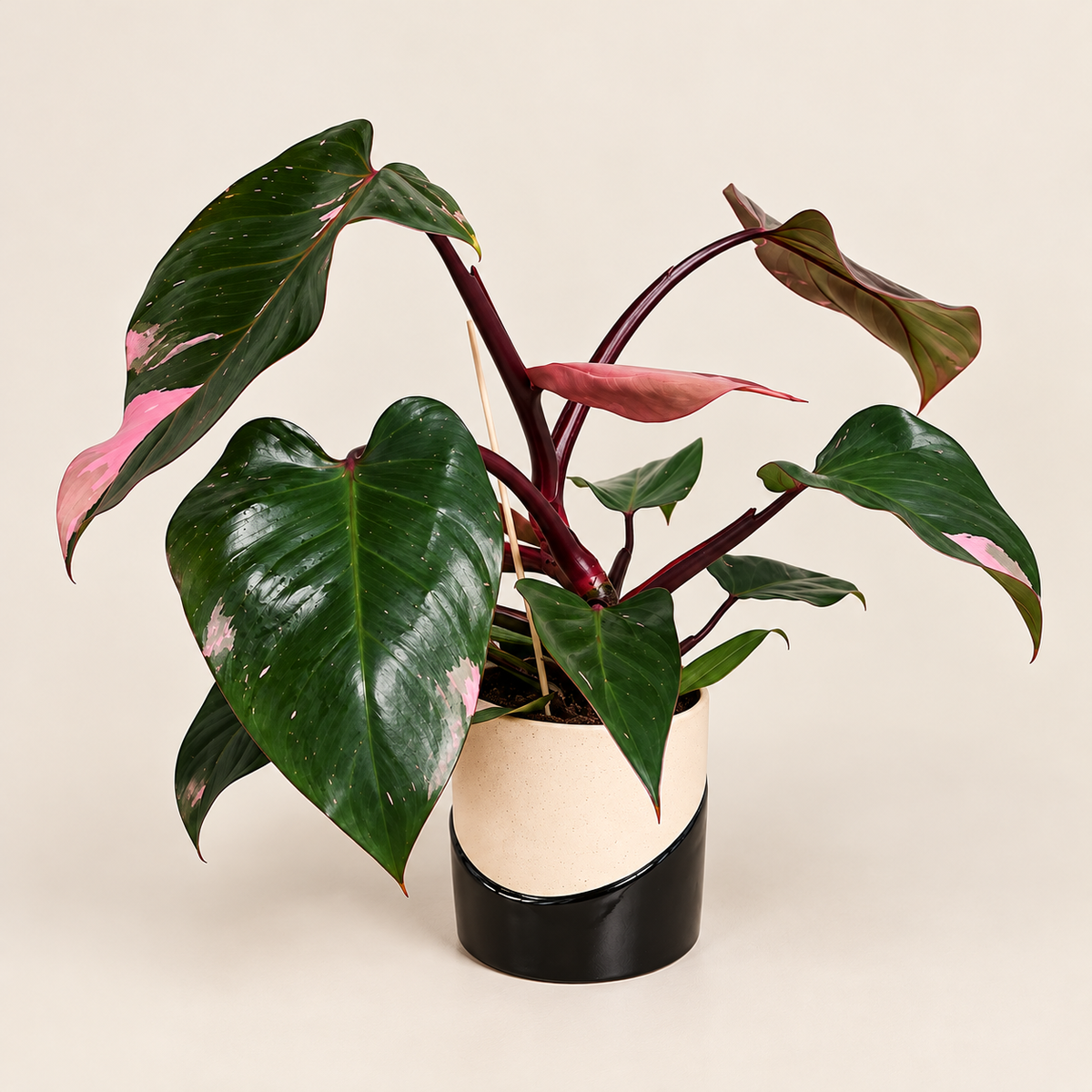 Pink Princess Philodendron in Decorative Pot