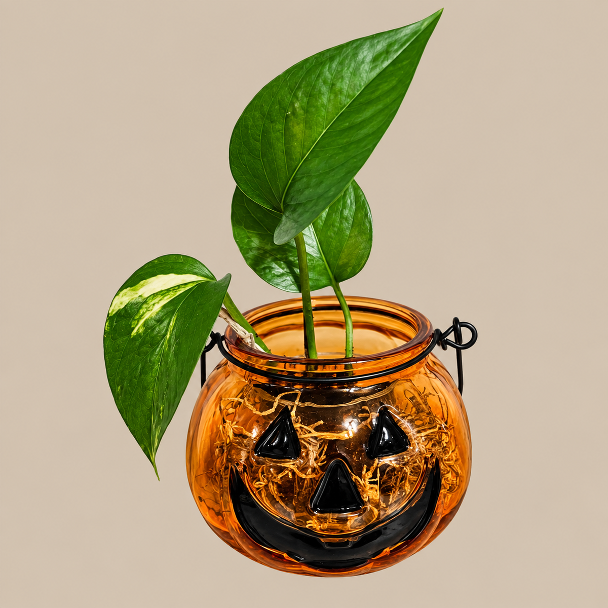 🎃 Pumpkin Plant — 2" Plant in Glass Pumpkin Holder **Orange**