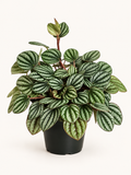 Watermelon Peperomia – 4"