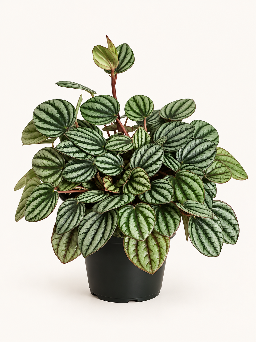 Watermelon Peperomia – 4"